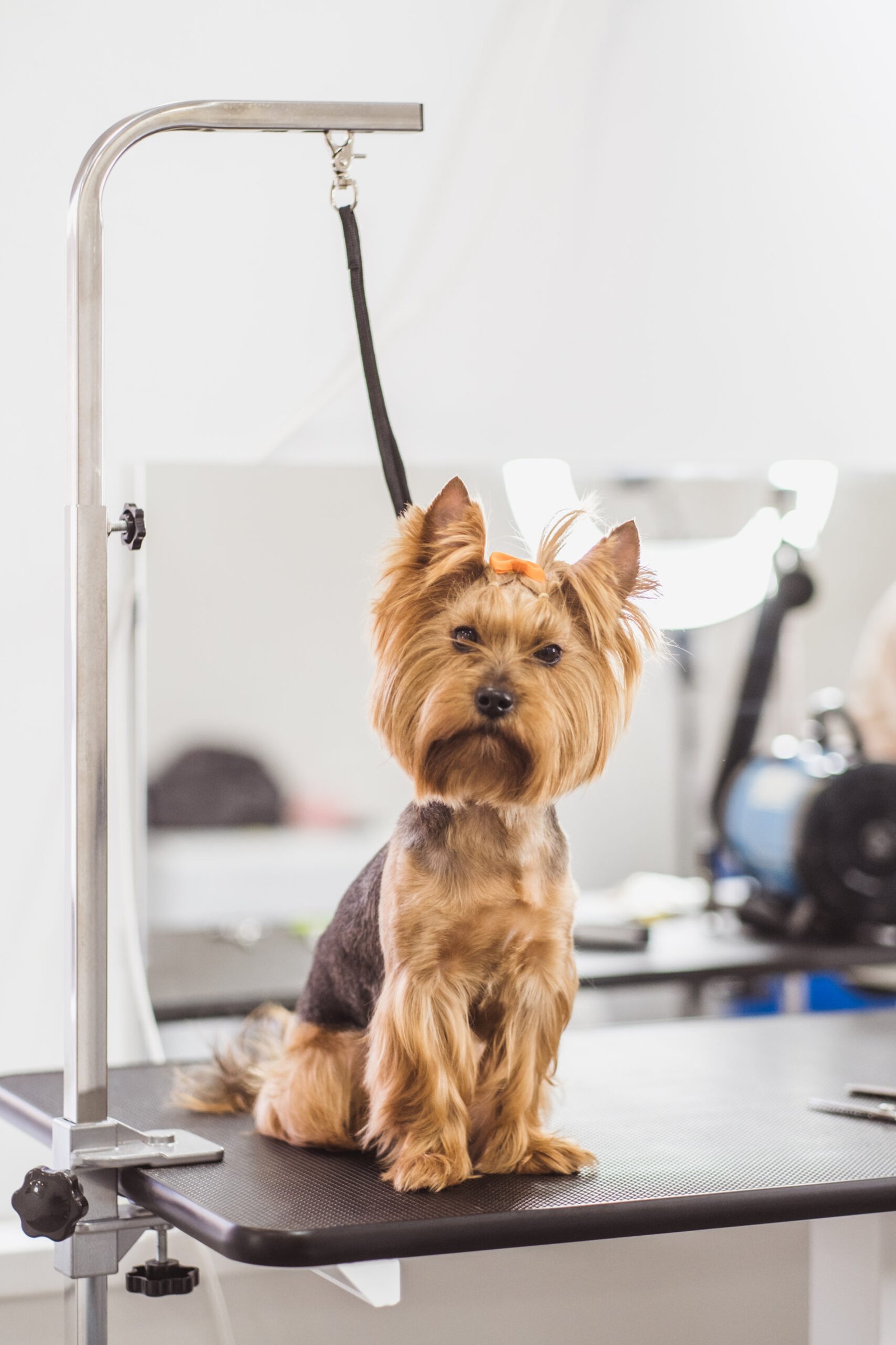 little cute york terrier on the first grooming