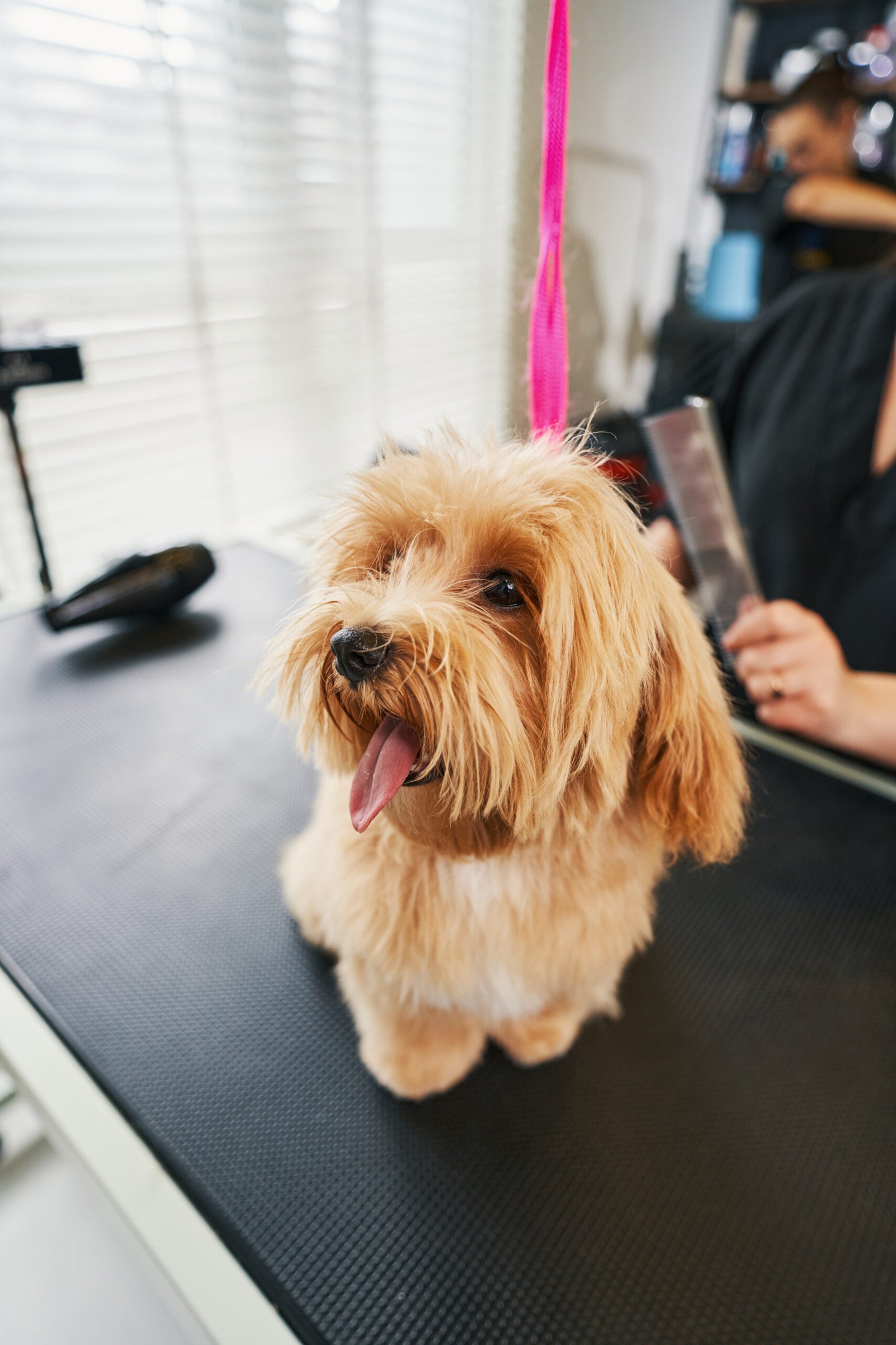 Beautiful little brown dog smiling with his tongue out while sitting on the table